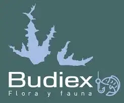 Budiex